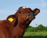 Bild: mehr Landschaft