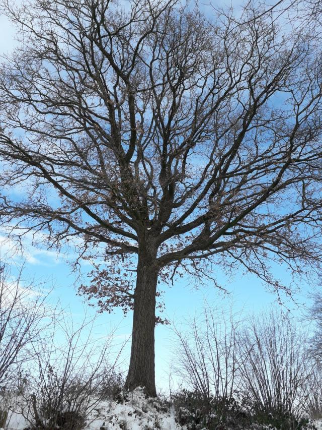 Bild: Winterbilder 2021