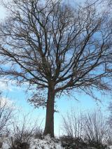 Bild: Winterbilder 2021 title=