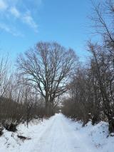 Bild: Winterbilder 2021