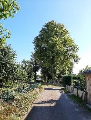 Bild: Zwei Linden m&uuml;ssen gef&auml;llt werden