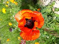 Bild: Wir tun was f&uuml;r die Bienen